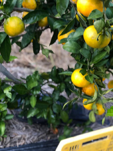 【訳あり・ご家庭用】かつらぎのみかん 約5kg S~Lサイズ混合【2026年9月中旬~11月下旬頃発送予定】【A273-frks166】