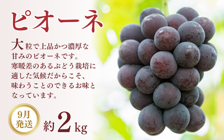 定期便全3回 【7月・8月・9月発送】 和歌山の夏のフルーツをお届け（桃・梨・たねなしピオーネ）【TM179】【TM92236-tkb114】