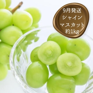 定期便全3回 【7月・8月・9月発送】 和歌山のフルーツをお届け（桃・たねなしピオーネ・シャインマスカット）【TM180】【TM92235-tkb360】