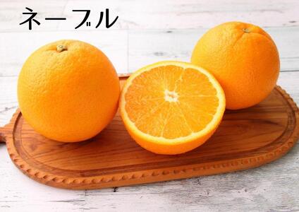 ★2025年2月中旬～★おすすめフレッシュ柑橘３種詰合せ(約4kg)