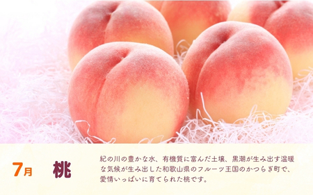 【定期便全3回】産直・和歌山フルーツ定期便（桃・ピオーネ・有田みかん）【TM92239-tkb】