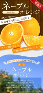 【訳あり】 森本農園の手選別 ネーブルオレンジ 約2kg 和歌山県産 サイズ混合 【北海道・沖縄・離島配送不可】【2026年1月上旬～2月中旬頃に順次発送】【RN18】【BV90018-mrmt018】
