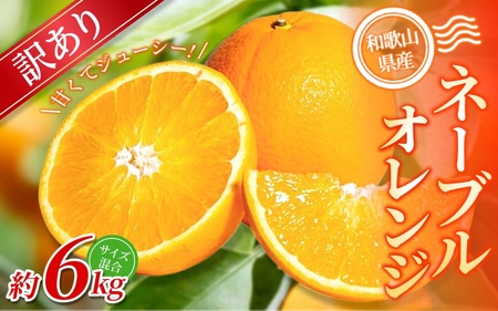 【訳あり】 森本農園の手選別ネーブルオレンジ 約6kg 和歌山県産 サイズ混合 【北海道・沖縄・離島配送不可】【2026年1月上旬～2月中旬頃に順次発送】【RN19】【BV90019-mrmt019】