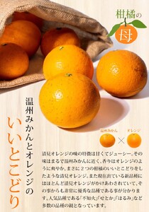 【訳あり】 森本農園の手選別 清見オレンジ 約6kg 和歌山県産 サイズ混合 【北海道・沖縄・離島配送不可】【2026年2月上旬～5月中旬頃に順次発送】【RN24】【BV90024-mrmt024A】