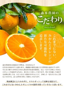 【訳あり】 森本農園の手選別 清見オレンジ 約10kg 和歌山県産 サイズ混合 【北海道・沖縄・離島配送不可】【2026年2月上旬～5月中旬頃に順次発送】【RN25】【BV90025-mrmt025A】
