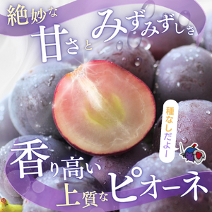 【甘さとみずみずしさが自慢】種なしピオーネ＜ぶどう約1.2kg＞【2026年8月下旬～9月中旬頃発送予定】【A-frks170A】