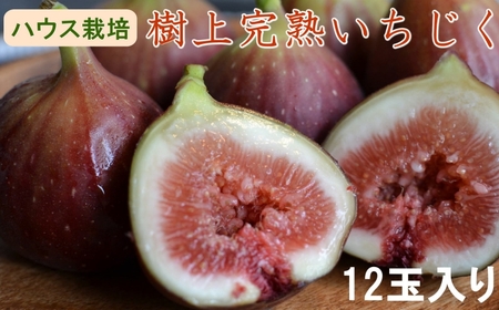 【ハウス栽培】和歌山県産樹上完熟いちじく12玉入り【2026年8月上旬～2026年10月上旬頃に順次発送予定】【TM-tecj1013】