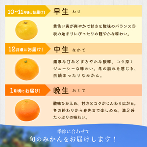 小粒みかん 約4.5kg 【家庭用】 森本農園の手選別 和歌山県産【BV-mrmt061】