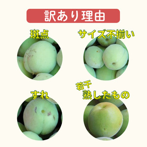 南高梅 青梅 約5kg (＋保証100g) 【訳あり】サイズ不揃い カキエモン農園 【BX-kkem013】