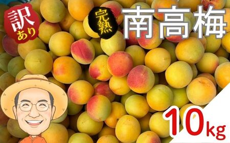 南高梅 約10kg (＋補償100g) 【訳あり】完熟 サイズ不揃い カキエモン農園【BX-kkem020】