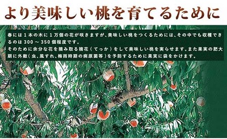 和歌山県産 白鳳 桃 11～16玉入り 訳あり ご家庭用 数量限定【2025年6月下旬から7月中旬ごろ発送】