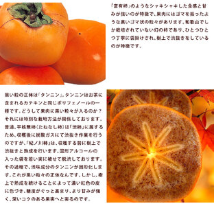 【贈答用赤秀】和歌山県産 紀の川柿 9-13玉【10月中旬から10月下旬頃順次発送】【S96007-mtgn051】