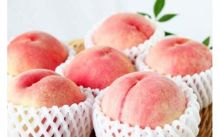 紀州和歌山産の桃　約1.8kg　化粧箱入【2026年6月下旬頃～2026年8月上旬頃に順次発送予定】【UT52】【Z016-uot720-2】