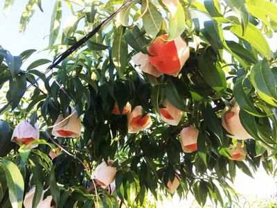 紀州和歌山産の桃　約1.8kg　化粧箱入【2026年6月下旬頃～2026年8月上旬頃に順次発送予定】【UT52】【Z016-uot720-2】