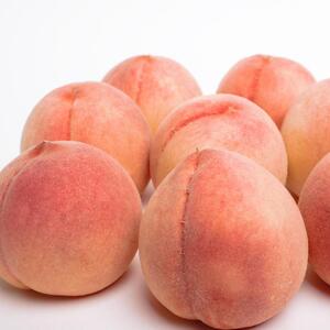 桃 和歌山の厳選 白桃 約1.5kg　化粧箱入り【2026年7月上旬～7月下旬頃 順次発送】 白鳳 清水白桃 川中島［IKE16］【AQ90077-ikd717A】