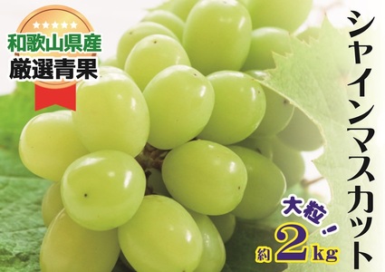 大人気 シャイン マスカット 約2kg (4～5房)【8月上旬～下旬発送】【A216-frks112A】