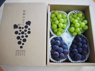 大人気 ぶどう セット 約2kg入 シャイン＆ピオーネ 【8月上旬～下旬