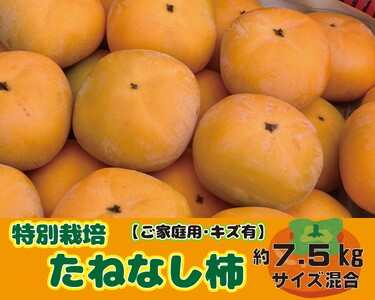 特別栽培 たねなし柿 約7.5kg サイズいろいろ ご家庭用 【2024年10月より順次発送】