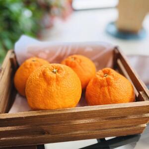 有田育ちの濃厚不知火(ご家庭用) 約5kg［先行予約］［MS41］