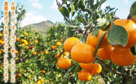 【2025年12月発送】濃厚完熟 木成り温州みかん 5kg ミックスサイズ 和歌山県産