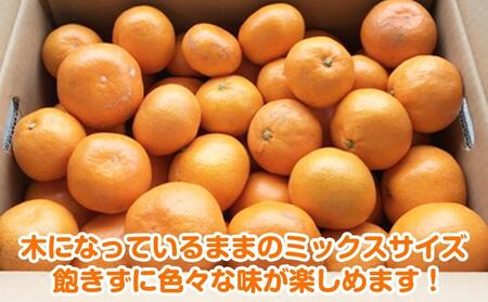 【2025年12月発送】濃厚完熟 木成り温州みかん 5kg ミックスサイズ 和歌山県産