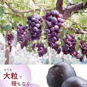 ピオーネ 約2kg　紀州和歌山 かつらぎ産［2026年8月下旬以降発送予定］［UT119］