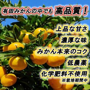 高級みかん秀 田村みかん 約10kg ［2026年12月発送分］［NGT12w］