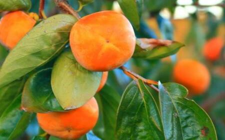 【数量限定】≪厳選・産直≫九度山町の富有柿2Lサイズ13個入り★2026年11月中旬頃より順次発送