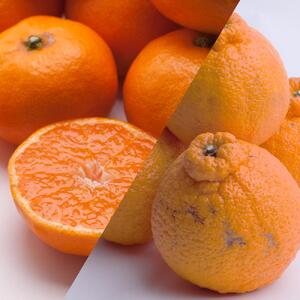 【 2・4・10・12月 全4回 】 柑橘定期便B【IKE6w】