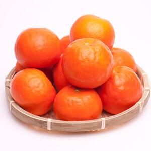 【偶数月 全6回 】 柑橘定期便B【IKE14】