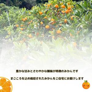 【訳あり】和歌山みかん約11kg+補償分約1kg サイズ混合 11月より順次発送 訳ありみかん 【red2】