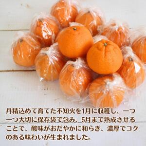 長期熟成しらぬい 約3kg 濃厚なコクと甘さ 農家直送 和歌山県産 【2026年5月発送】