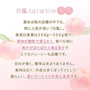 ☆先行予約☆和歌山県産 白鳳11～15玉入り≪秀品≫【2023年6月下旬以降発送】