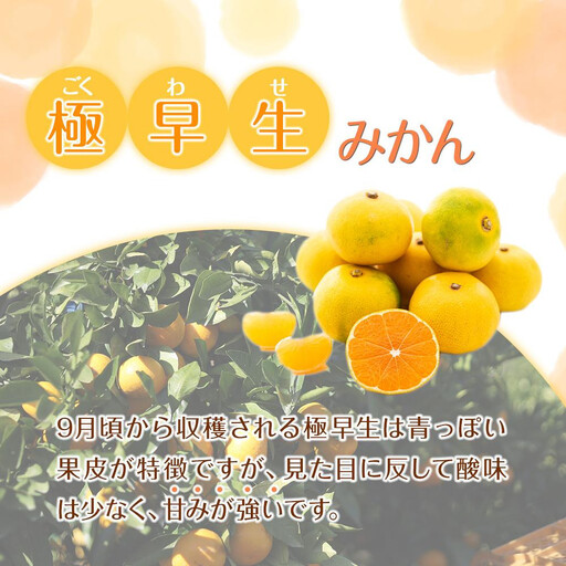 訳あり 森本農園の手選別 極早生みかん 約10kg 和歌山県産 2S~2Lサイズ混合 ［北海道・沖縄・離島配送不可］［RN41］［2026年10月上旬から順次発送］