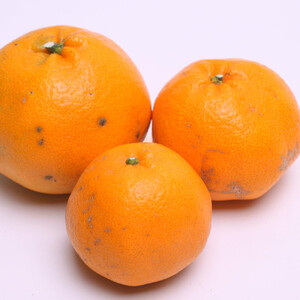 ［先行予約］家庭用 はるみ1kg+250g（傷み補償分）［デコポンの姉妹品種・新食感春みかん］［わけあり・訳あり］［IKE91］