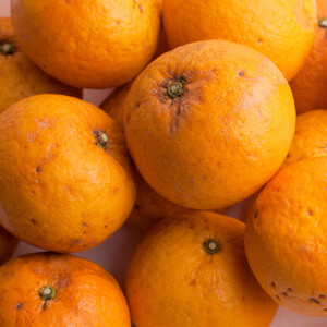 家庭用 甘夏柑 2.5kg+250g（傷み補償分）［初夏のみかん・旬の果物］［有田産］［光センサー食べ頃出荷］［わけあり・訳あり］ ［IKE280］