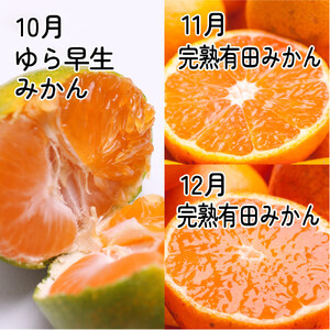 家庭用 柑橘定期便M（10～12月）全3回 ［IKE313］