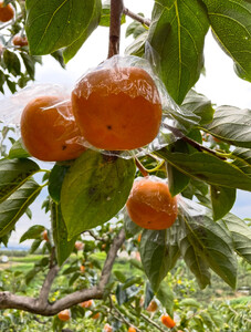 【2026年発送】黒の奇跡☆九度山の紀の川柿 2Lサイズ14個入 約3kg