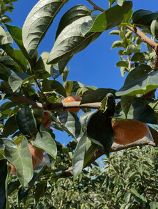 【2026年発送】黒の奇跡☆九度山の紀の川柿 3Lサイズ12個入 約3kg