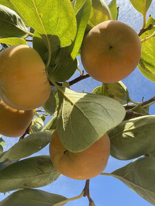 【2026年発送】こだわりの樹上完全着色「九度山の富有柿」3Lサイズ12玉