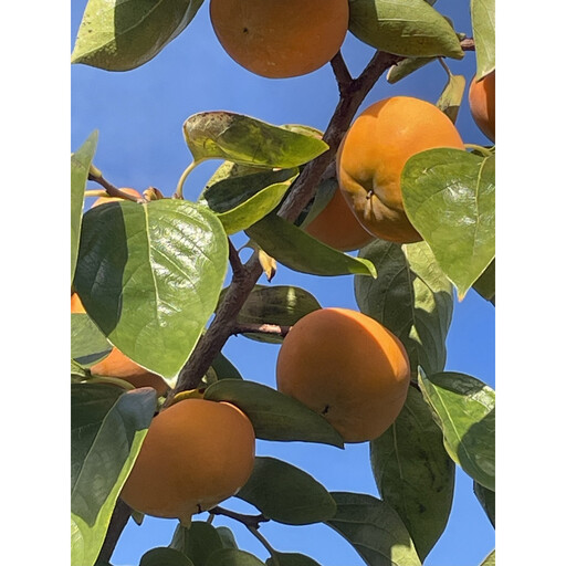 【先行予約】 樹上完全着色「九度山の富有柿」★訳あり★ 約7kg 【2026年11月中旬頃から発送予定】