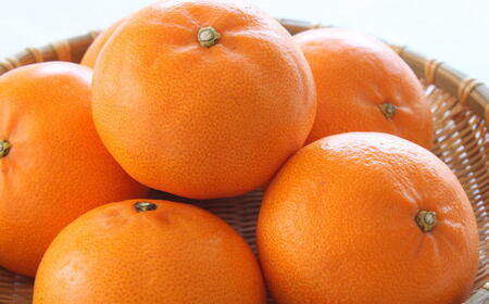 一度は食べていただきたい「有田産のせとか」約4～5kg（サイズおまかせ）★2026年2月中旬頃より順次発送［TM138］