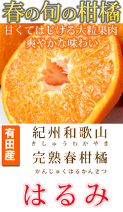果肉ぷりぷり!完熟はるみ 5kg【2026年2月中旬頃~2026年2月下旬頃に順次発送】【UT22】