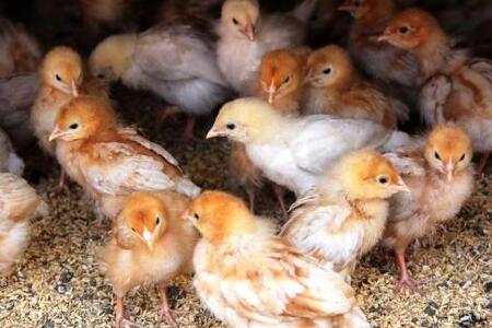 国産飼料にこだわった鶏が産む安全安心の 『レモン色たまご』1パック(10個入り)×3