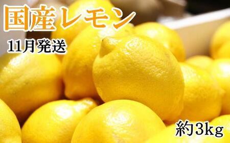 ＊11月発送＊【手選別・産直】紀の川産の安心国産レモン約3kg