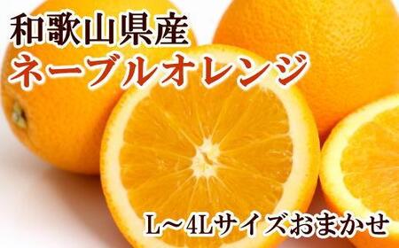 【濃厚】和歌山県産ネーブルオレンジ(サイズおまかせ) ★2024年12月中旬頃より順次発送【TM54】