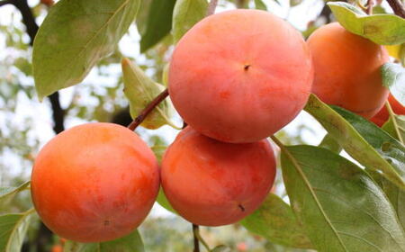 和歌山産富有柿ご家庭用約7.5kg★2026年11月上旬頃より順次発送［TM6］