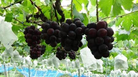 種なし ピオーネ 約2kg ぶどう 和歌山産 【甘さとみずみずしさが自慢】★8月下旬から9月中旬発送★【KF10】