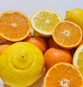 ご家庭用 旬の柑橘詰め合わせ セット 4.5kg【農家直送】【和歌山県産】【訳あり】【先行予約・2025年1月中旬～4月下旬発送】