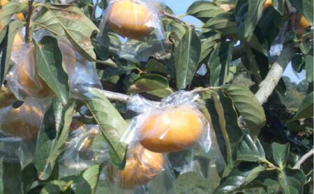 【希少】紀の川柿約3.5～4kg（種無し）秀選品★2026年11月頃より順次発送［TM12］柿